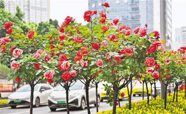 因地制宜+科学养护 重庆树状月季刷新城市“颜值”